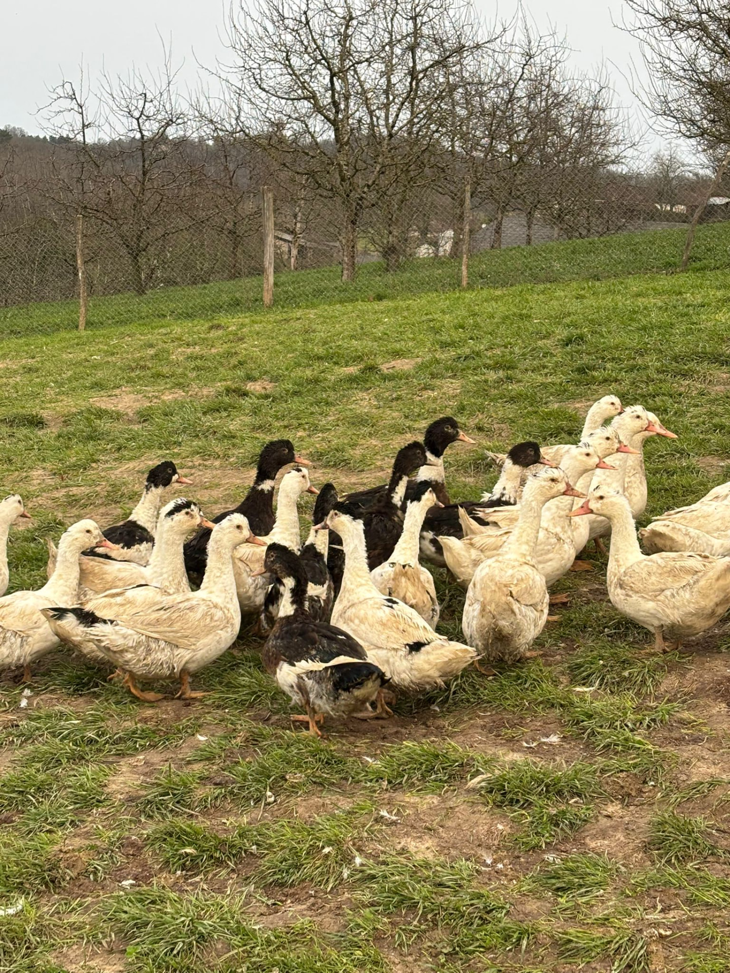 Canards regroupés près d'une clôture de l'élevage