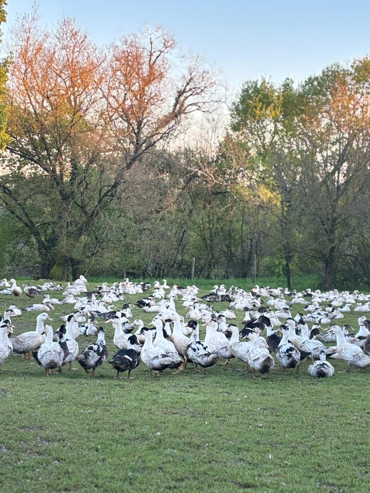 Vaste troupeau de canards dans un champ au coucher du soleil
