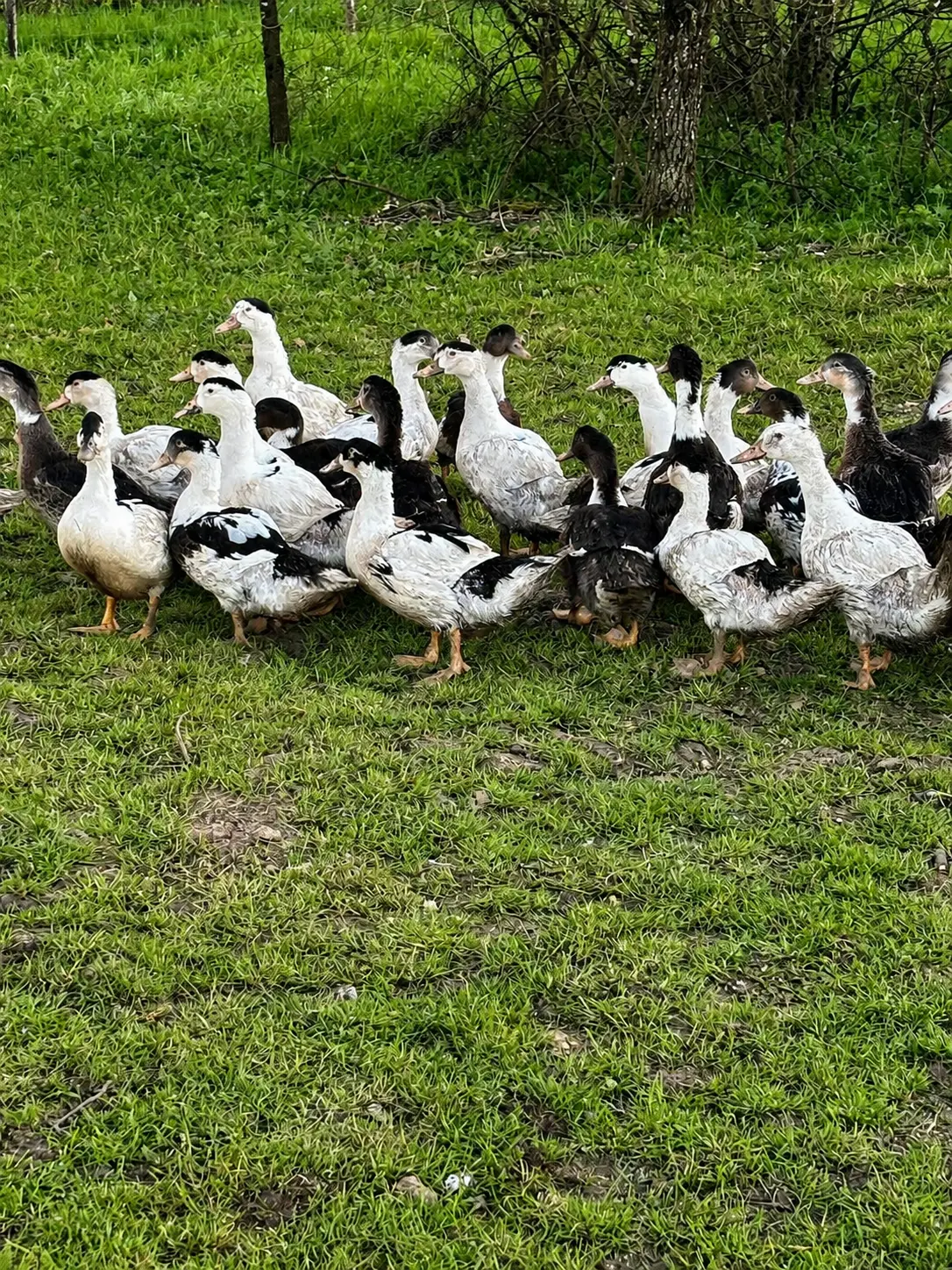 Canards noirs et blancs dans la prairie de l'exploitation