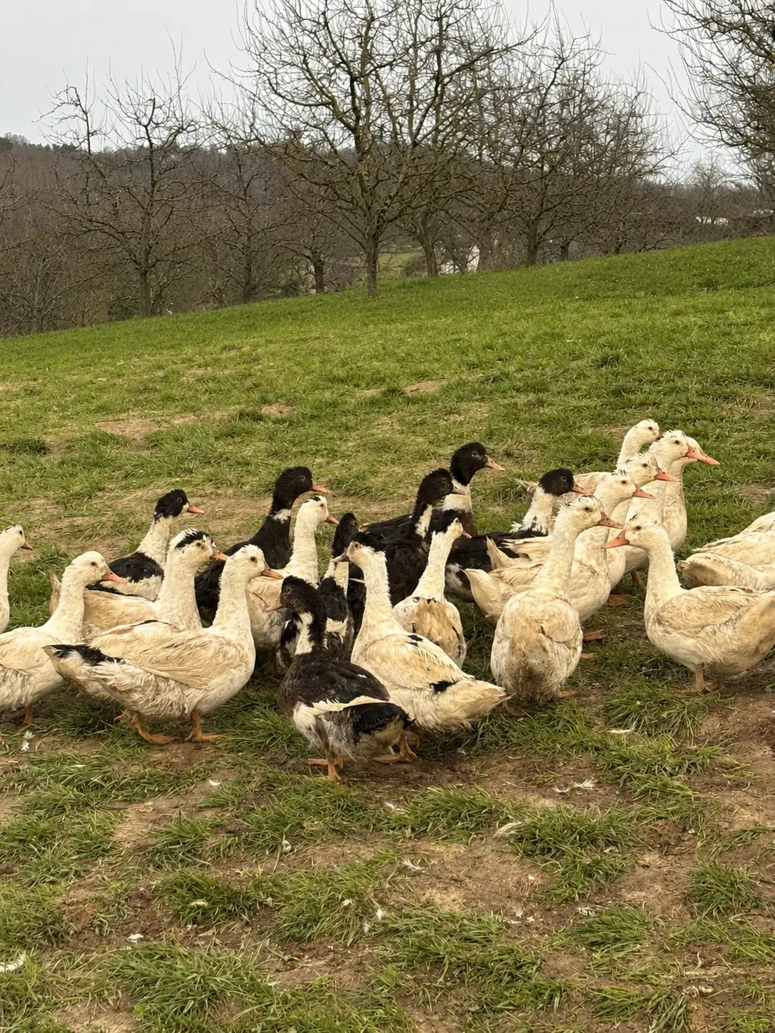 Canards regroupés dans la prairie de l'élevage