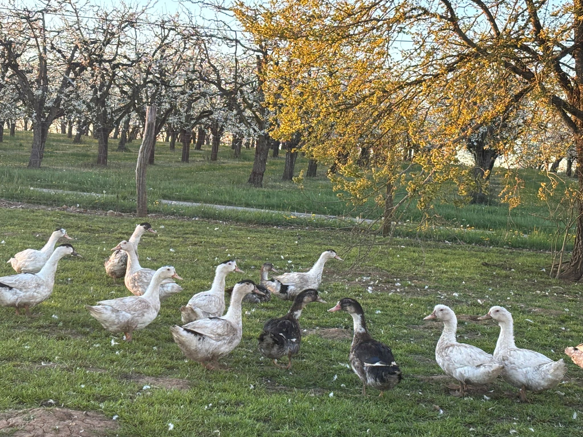 Canards dispersés dans un verger ensoleillé